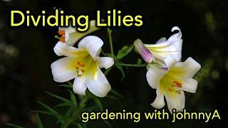 How to Dig Divide and Plant Lilies [upl. by Musihc]