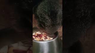 Анфиса ♥️ bearcat binturong сафарипарккраснодар zoo zooanimals [upl. by Nooj71]