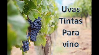 5 Uvas para vino tinto parte 2 [upl. by Joli350]