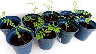 Caesalpinia Pulcherrima Red Bird of Paradise Propagation from Seeds [upl. by Girish]