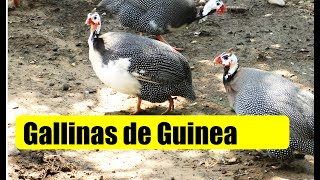 GALLINAS DE GUINEA GALLINETAS GALLINA GRIS [upl. by Perlie213]