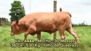 Leilão top CARACU  kiko 4444  Mocho  30 Messes 36 Ce  530 Kg  Filho de Quebraxo [upl. by Poppo]