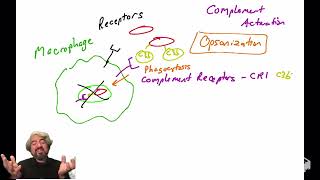 Opsonization and the complement system [upl. by Freeland]