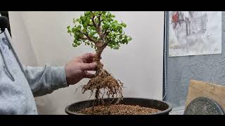 Repotting my portulacaria afra forest [upl. by Rhea]