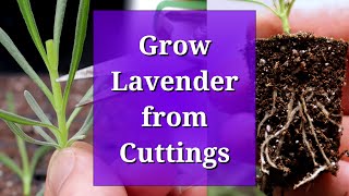 Grow Lavender from Cuttings [upl. by Annagroeg867]