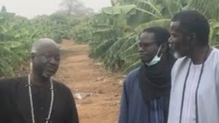 Visite des champs de Serigne Cheikh Ndigeul Fall a Gouloumbou [upl. by Almira]