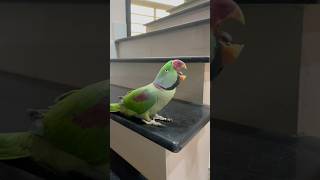 Angry Parrot Sound [upl. by Vyky]