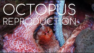 How Octopus Reproduce 🐙 [upl. by Sarazen793]