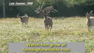 World Record Buck Largest Whitetail EVER [upl. by Robinson]