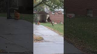 Female Cardinal makes appearance to the Bird Feeder 2024 shorts drockingfish [upl. by Anisamoht188]