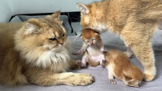 I was very moved Cat father and mother cat take care of kittens together 😊 cute animal videos [upl. by Nahtan]