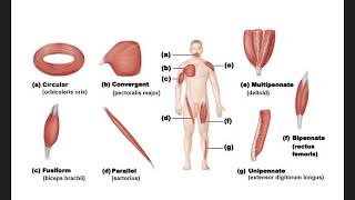 Fascicle Arrangements [upl. by Iharas]