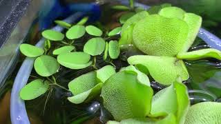 Giant Salvinia Evolving to become Salvinia Minima Natans [upl. by Polloch]