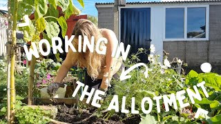 Working in the allotment  October allotment jobs  allotment gardening UK 2023 [upl. by Carrick]