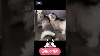 Understanding Dog Mating Learn about the mating process husky [upl. by Delcine628]