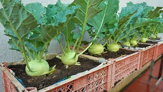 Its unbelievable that Growing kohlrabi in plastic baskets at home gives such a high yield [upl. by Retnyw]