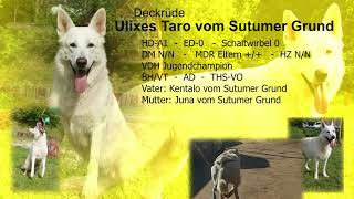 Ulixes Taro vom Sutumer Grund [upl. by Soloman]