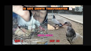 30 days growth transformation 📈 Day by day growth timelapse 🌱crossed breed30 days growth progress [upl. by Senoj]