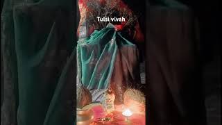 Tulsi Rani ka vivah  music tulsivivah festival devuthiekadashi ytshorts [upl. by Lowrance]