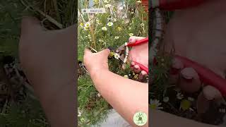 COMO RECOLECTAR MANZANILLA🌱 shortsfeed shortvideo shorts short jardineria manzanilla jardin [upl. by Yelad679]