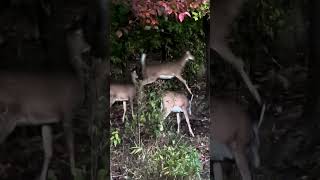 Look at those WHITETAILS deer nature whitetail whitetaildeer wildlife animals [upl. by Aiden]