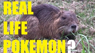 REAL LIFE POKEMON Swamp Rat Nutria Coypu Invasive Species [upl. by Okram]