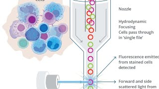 Flow Cytometry [upl. by Anthiathia]