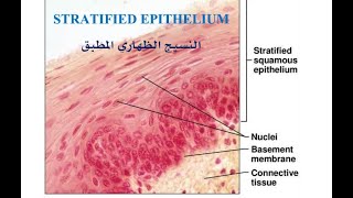 STRATIFIED EPITHELIUM [upl. by Valtin242]