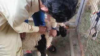 GOAT FARM UPDATE  VACCINATION DAY [upl. by Uyerta]