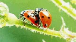 La coccinelle  Comptine  proverbe  Le philanthrope [upl. by Berl]