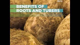 Costa Rica Benefits of Roots and Tubers [upl. by Devitt]