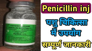 PPFFPP inj for animals  Penicillin inj uses in veterinary in hindi [upl. by Rimaa480]