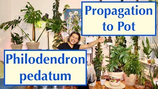 Propagation to Pot  Philodendron pedatum Oak Leaf Philodendron [upl. by Dnomal]