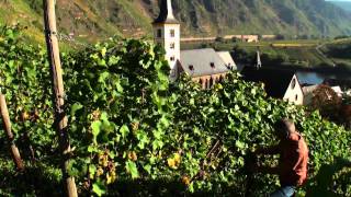 Mosel Tourismus Weinlese im Ferienland Cochem im September amp Oktober [upl. by Eetnwahs839]