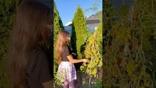 After School  harvesting backyardgarden homegrown organicpr 🌱 [upl. by Nalyad]