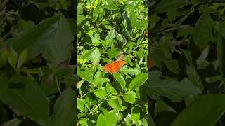 Gulf Fritillary in the garden 🙌 garden gardening pollinators butterfly garden2024 summer2024 [upl. by Aigneis]