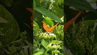 Beautiful Ruddy Daggerwing Marpesia petreus in the garden gardening butterfly florida [upl. by Atnwahs]