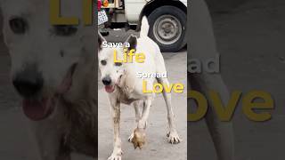 “Healing paws warming hearts”🥹❤️ shortsfeed ytshorts shortsviral love viralvideo trending [upl. by Colvin]