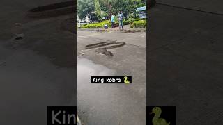 Indian cobra snake shorts trendingshorts Cobra Vs King Cobra Who Will Win [upl. by Anilehs]