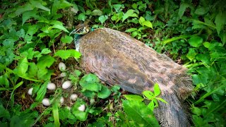 This peahen laid eggs without peacock [upl. by Dominik]