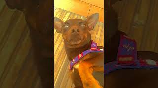 Quais são Pollypopota ❤️pollypopota funnyvideo trend shorts patada pet [upl. by Alake]