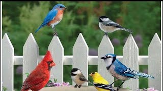 LIVE Daily PIP Bird 🎼 Chorus Hummingbirds Cardinals Bluebirds Finches Jays Woodies No Ads [upl. by Jaymee227]