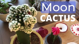 Moon cactus  Gymnocalycium mihanovichii variegata care [upl. by Nolyarg]