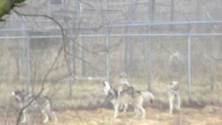 Wolves Howling at Wolf Park [upl. by Airdnola]