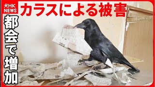 【カラスやらかす】ちょっと目を離した結果がコレ。 20240515、カラス＆四つ脚カルテット [upl. by Rimma]