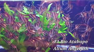 Rio Atabapo F1 Pterophyllum Altum angelfish tank raised [upl. by Joel22]