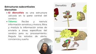 Estructura Cortical y Subcortical [upl. by Kristo]