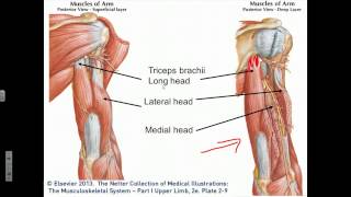 Elbow Joint Flexion Extension Supination Pronation [upl. by Trace214]