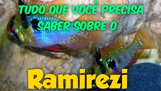 Ramirezi  tudo o que você precisa saber reprodução de ramirezi [upl. by Nauqahs]