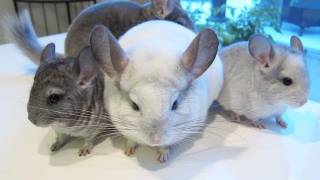 Chinchilla Family Portraits [upl. by Swagerty268]